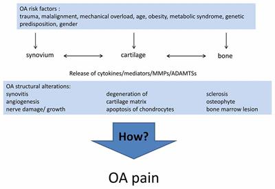 Mechanisms of Osteoarthritic Pain. Studies in Humans and Experimental Models